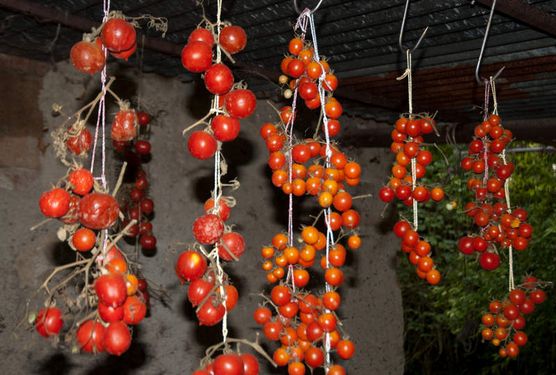 hanging_tomatoes